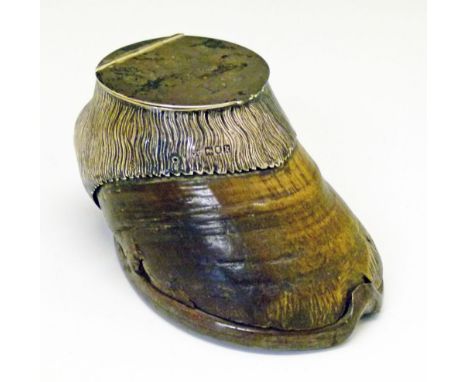 Edwardian silver mounted horse hoof table snuff box with presentation inscription 'Charlie, about 33, 1905', silver mounts ha