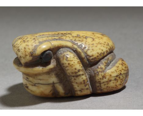 A 19th century Japanese netsuke. Not signed. In carved elephant tusk portraying a toad tilting his body to the left, 20,1x27,