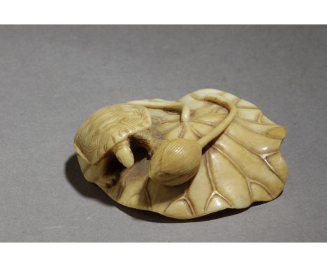 A 19th century Japanese netsuke from Meiji period. In carved elephant ivory portraying a turtle over a lotus leaf next to a b