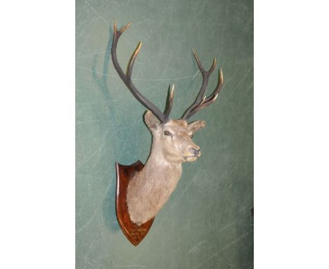 Taxidermy - Peter Spicer, 9 point red stag head and neck mount on oak shield marked "Shot by Lieutenant D. Clifton Brown KDGS