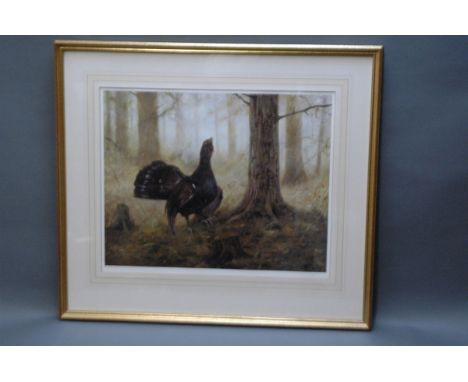 John Trickett, signed Limited Edition print, capercaillie, 326/850.  35 cm x 45 cm, framed, mounted. 