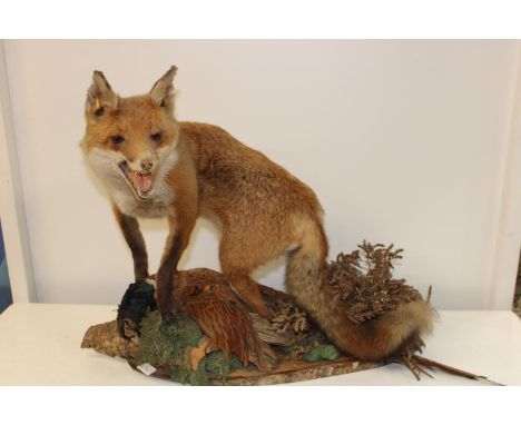 A vintage taxidermy fox and pheasant study 60cm tall x 70cm long. collection only 