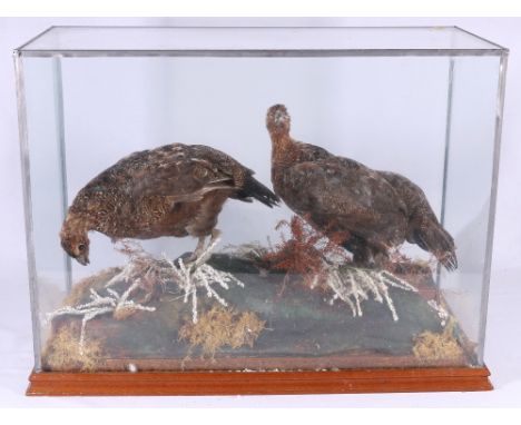 Taxidermy model of two grouse, in a glass case, 43cm x 59cm.