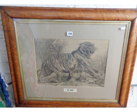 Large Victorian pencil sketch of a tiger in a maple frame, signed John Cooper