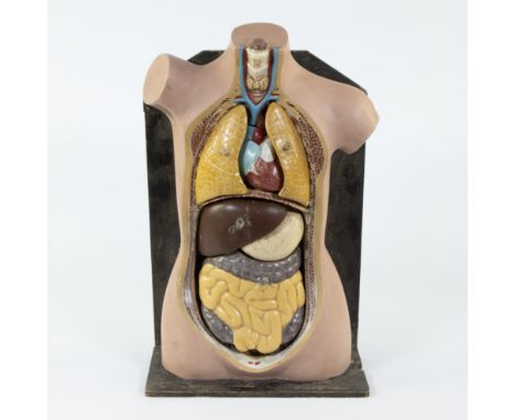 Anatomical model torsoAnatomisch model torso55.5 x 34 x 17.5 cm