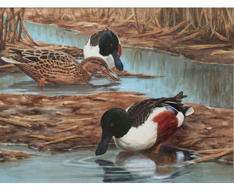 Ashley R. Boon (b.1959) Two watercolour studies of Northern Shoveler ducks, comprising an untitled depiction of two drakes an