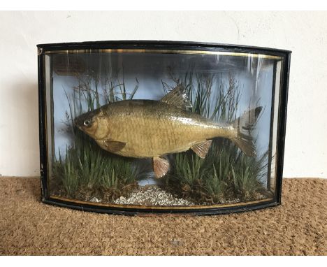 A 19th Century taxidermy fish preserved by J Cooper of 28 Radnor Street, London, bearing manuscript paper label 'Taken by Mr 