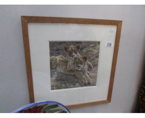 A framed and glazed print of 2 lion cubs