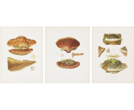 Boudier,E.: Icones Mycologicae ou Iconographie des Champignons de France principalement discomycetes avec texte descriptif. T