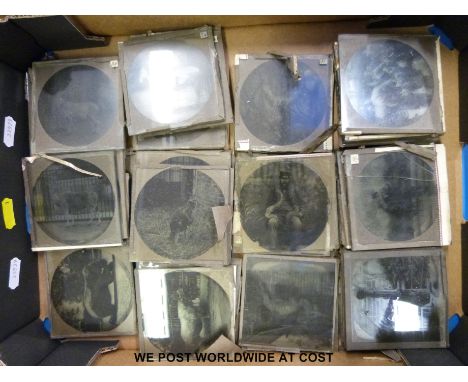 A collection of Magic Lantern slides of zoo animals scenes showing animals in cages including lions, bears, monkeys, Victoria