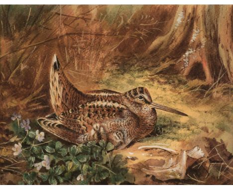 * Follower of Archibald Thorburn (1860-1935). Woodcock with young, watercolour and gouache on paper, unsigned, mount aperture