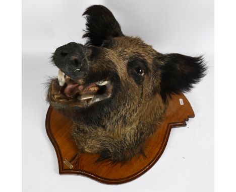 TAXIDERMY - a boar's head, on oak shield bracket, with label for Frederick Leprael (bracket height 55cm) 