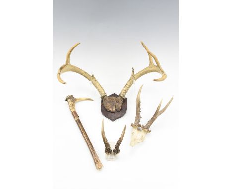 A pair of four point stag antlers, mounted on a shield, together with two pairs of antlers and an antler walking stick pommel