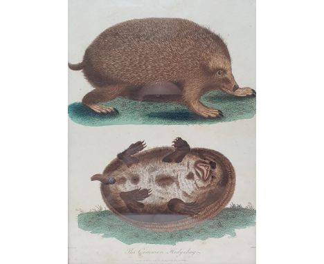 The Common Hedgehog, a 19th century print, 23 x 17 cm, a 19th century print of pigs, 19 x 25 cm, and three other prints (5) 