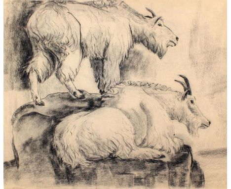 Bergziegen.: Anonyme Kohlezeichnung, 18./19. Jhdt.? 38 x 45 cm. - Bergziegen kommen überwiegend in Nordamerika vor. - Tls. ra