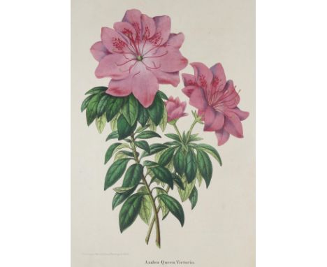 Morren,C. (Hrsg.).: Annales de la Societe Royale d'Agriculture et de Botanique de Gand, Journal d'Horticulture... Bde. 4-5 (v