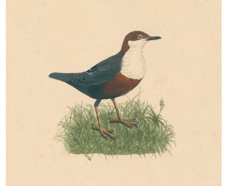 Burckhardt,K.R.: Vögel nach J.F.Naumann gemalt, 1879-1882. Fol. Album mit 57 eingesteckten Vogelaquarellen u. 1 eingest. Chro