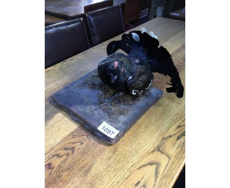  Sale Item:    CAPERCAILLIE ON BASE   Vat Status:   No Vat   Buyers Premium:  This lot is subject to a Buyers Premium of 15% 