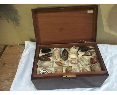  Sale Item:    WOODEN BOX SHELLS   Vat Status:   No Vat   Buyers Premium:  This lot is subject to a Buyers Premium of 15% + V