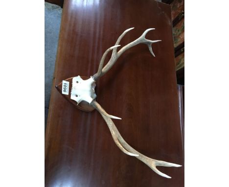  Sale Item:    ANTLERS   Vat Status:   No Vat   Buyers Premium:  This lot is subject to a Buyers Premium of 15% + Vat @ 20%  