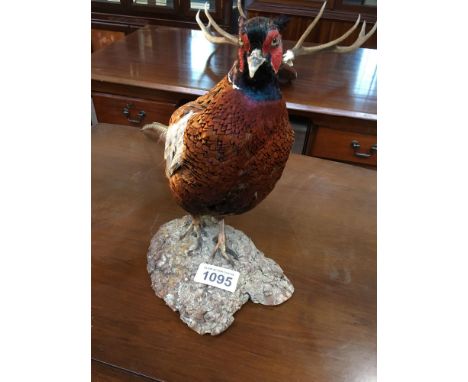  Sale Item:    PHEASANT ON BASE (AF)   Vat Status:   No Vat   Buyers Premium:  This lot is subject to a Buyers Premium of 15%