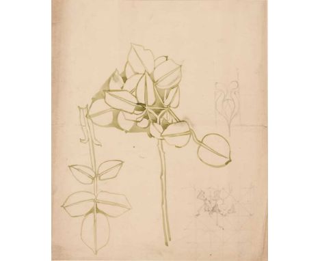 CHARLES RENNIE MACKINTOSH (1868-1928) PLANT STUDIES  pencil and watercolour, later framed   Dimensions:sheet size 39cm x 35cm