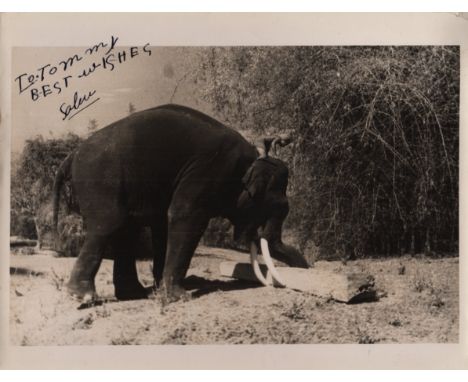SABU: (1924-1963) Indian-born American Actor. A good vintage signed and inscribed 10 x 8 photograph of the young Sabu riding 
