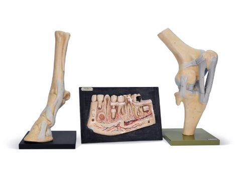 THREE ANATOMICAL MODELS SECOND HALF 20TH CENTURY  To include a cross section of a human jaw, a bone model of a hoof and leg a