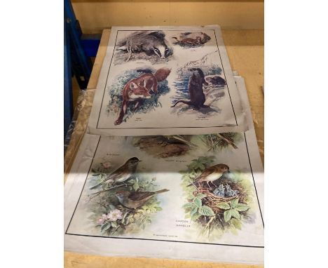 A COLLECTION OF LARGE VINTAGE PRINTS DEPICTING FLOWERS AND ANIMALS - 13 IN TOTAL 
