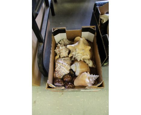 Box of shells