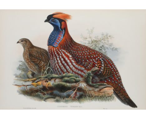 John Gould FRS (1804-1881) and Henry Constantine Richter (1821-1902) Ceriornis Temminckii (Temminck's Tragopan) Coloured lith