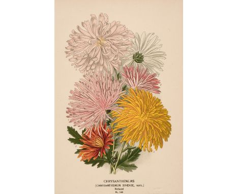 * Botany. A collection of approximately 300 prints, late 19th &amp; early 20th century, colour lithographs and photolithograp