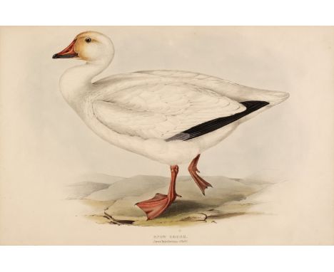 * Gould (John &amp; Elizabeth). Snow Goose [1832 - 37], lithograph with contemporary hand-colouring, originally published in 