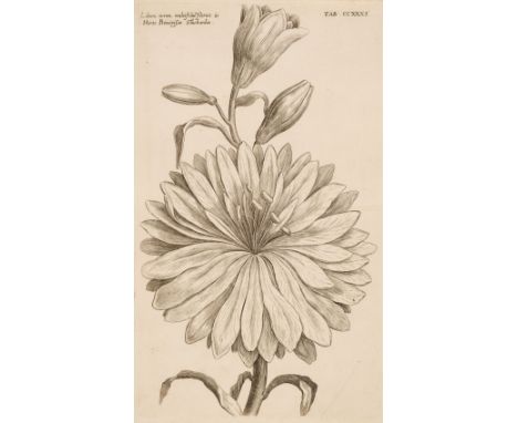 * De Bry (Johann Theodor). Six botanical engravings from Recueil de plantes dessinées et gravées anciennement à Francfort par