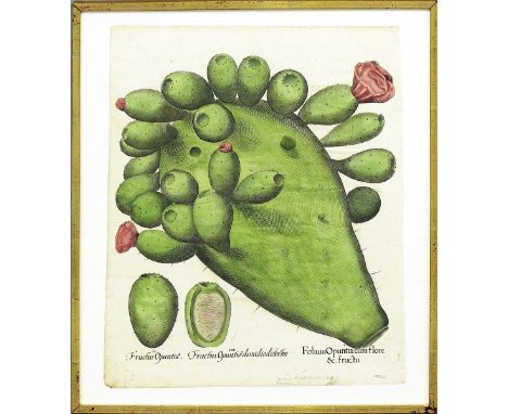   Besler, Basilius (1561 Nürnberg 1629)  "Fructus Opuntiae...", so unterhalb der Darstellung bez., wohl aus der Serie "Hortus