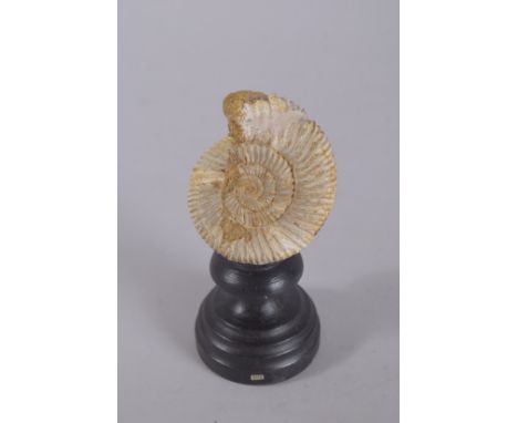 AN AMMONITE SPECIMEN ON STAND. 5ins high.