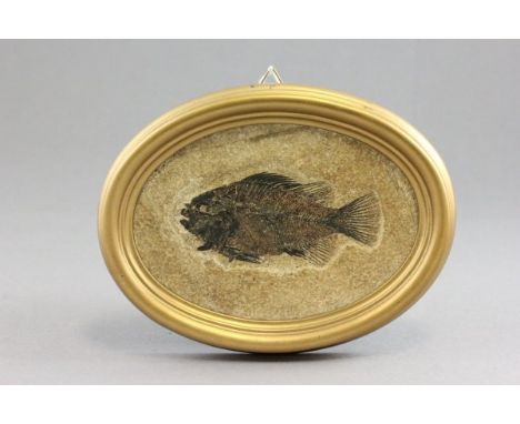 Fish Fossil from Green River Formation, Lincoln County, Wyoming, USA, in an oval gilt frame