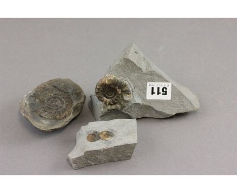 Three Fossil Ammonites including Jurassic Asterceras from Lyme Regis and Cleoniceras from Madagascar