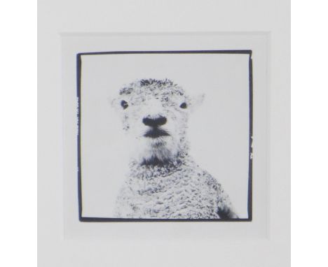 Black &amp; white photographic print of a sheep, framed under glass, 31 x 32 including frame