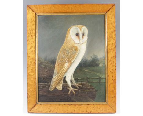 19th century English school - Study of an owl, oil on panel, 40 x 30cmBoard good.Paint good and stable.Single paint blemish e