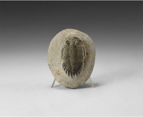 Upper Devonian Period, 385-359 million years BP. A Metacanthina barrandei trilobite on a matrix; from the Atlas Mountains, Ha