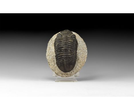 Upper Devonian Period, 385-359 million years BP. A large Phacops rana trilobite on a matrix from Alnif, Morocco.  901 grams, 