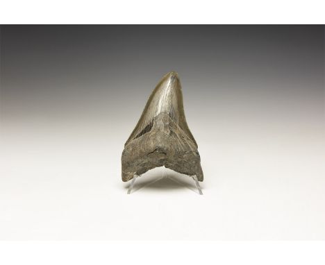 Early Pliocene Period, 5.3-2.8 million years BP. A large Carcharocles megalodon shark tooth from Georgia, USA: the specimen i