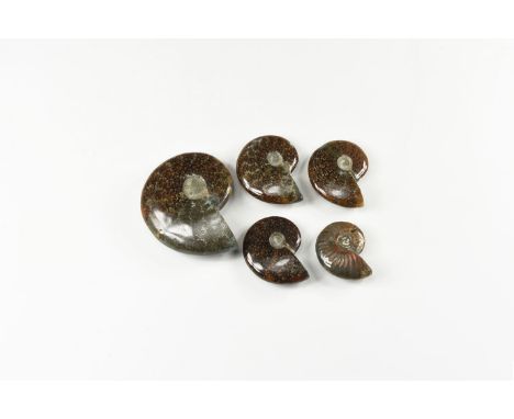 Cretaceous Period, Albian Stage, 113-100 million years BP. A group of five polished Cleoniceras sp. ammonites from Madagascar
