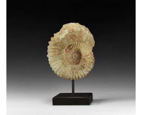 Late Cretaceous Period, Cenomanian Stage, 100-94 million years BP. An Anthoceras ammonite from Agadir, Morocco, mounted on a 