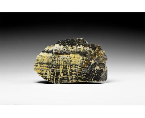 Paleo-Proterozoic, 2.2-1.8 Billion Years BP. A block of dolomite with microfossils from Duck Creek, Western Australia; one fa