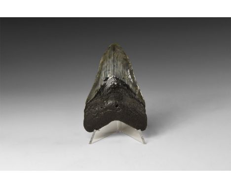 Early Pliocene Period, 5-3 million years BP. A large Carcharocles megalodon shark tooth from Georgia, USA; specimen is well p