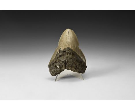 Early Pliocene Period, 5.3-2.8 million years BP. A large well preserved Carcharocles megalodon shark tooth, displaying tooth 