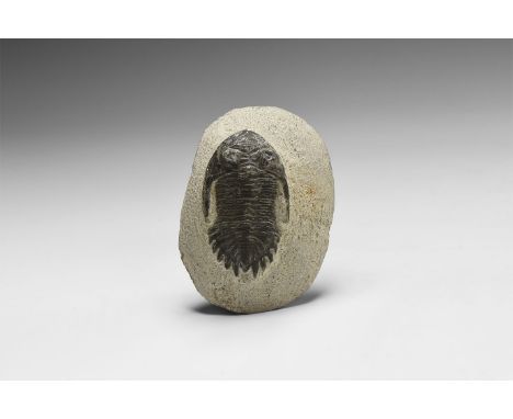 Upper Devonian Period, 385-359 million years BP. A Metacanthina barrandei trilobite on a matrix; from Atlas Mountains, Hamar 