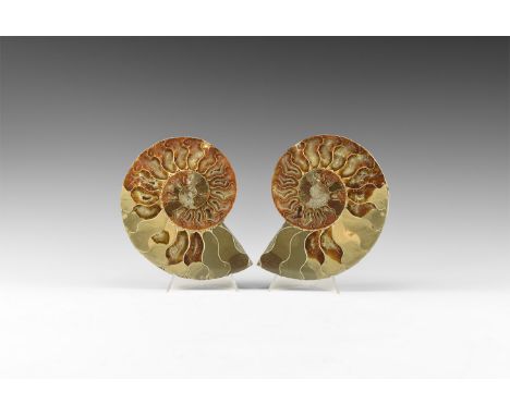 Cretaceous Period, 145-65 million years BP. A large A-grade cut and polished Cleoniceras sp. ammonite from the Albian stage o